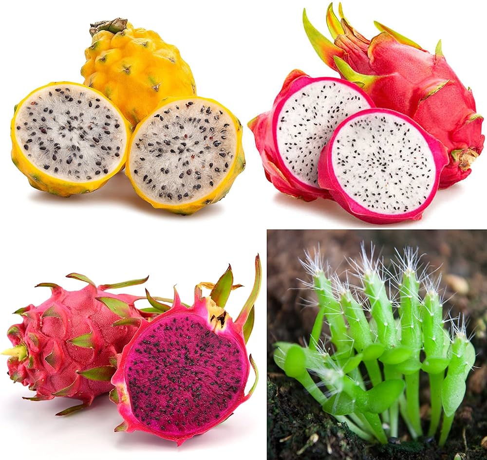 DRAGON FRUIT